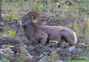 Ovis Canadensis